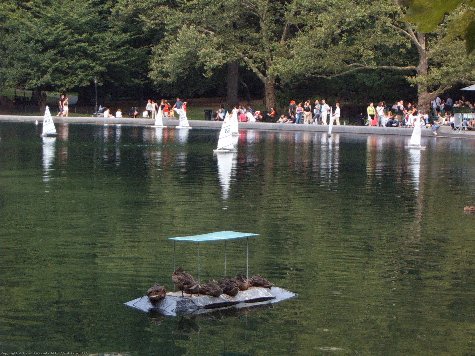 Day #8: Boat Pond in Central Park