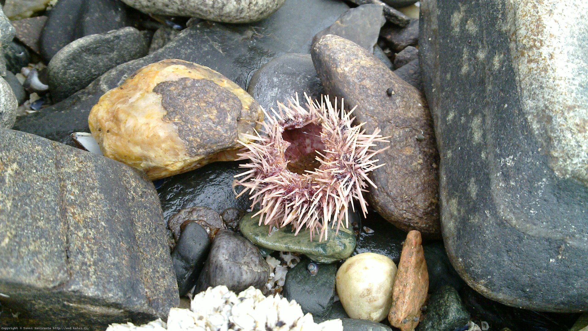 Sea urchin(?) south of Hammerfest