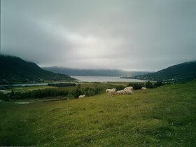 Sheep at Lakselvbukt