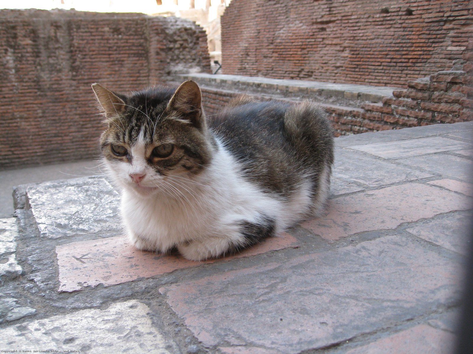 Day #2: Ferocious beast at Colosseum