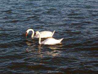 Swans at Lauttasaari
