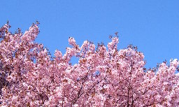 Hanami in Helsinki, 2008